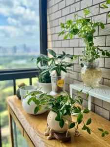 Beautiful potted plant, a fresh Chinese gift for her.